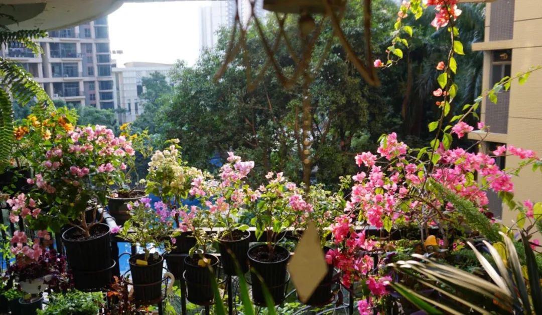 12㎡小阳台“造花园”，光照不足2小时的阳台，也能美成仙境