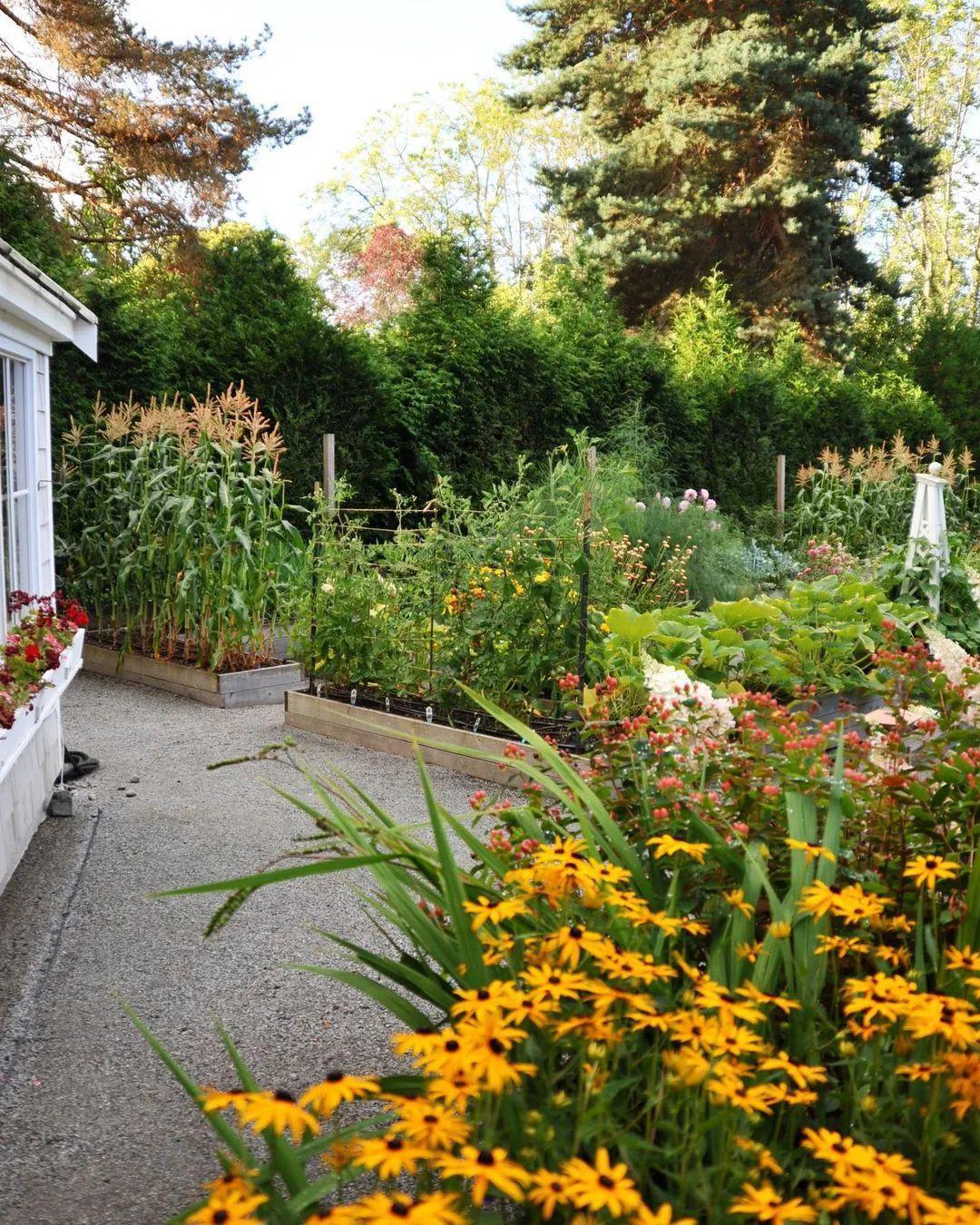 打造一个蔬菜花园，收获一段多彩又美味的园居生活