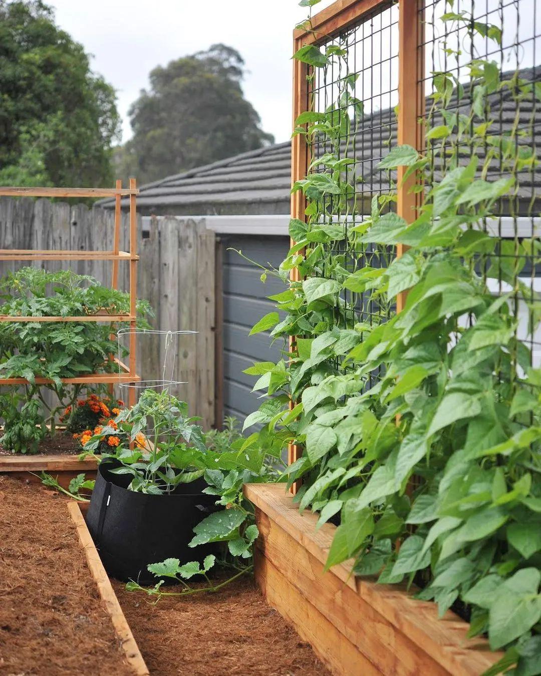 打造一个蔬菜花园，收获一段多彩又美味的园居生活