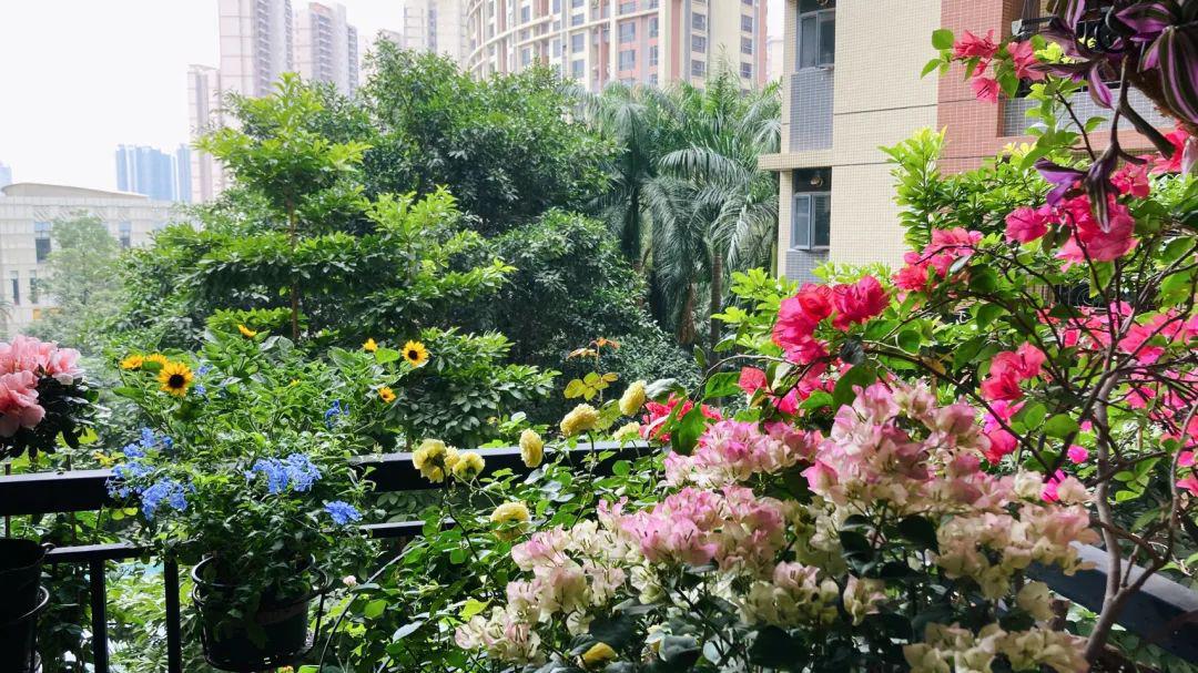 12㎡小阳台“造花园”，光照不足2小时的阳台，也能美成仙境