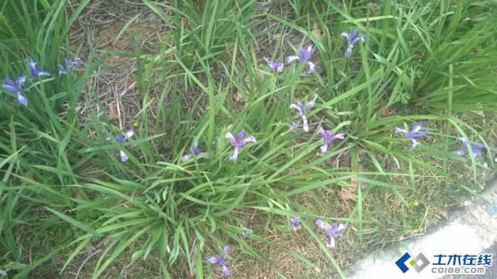 请问这是什么植物，开蓝紫色小花